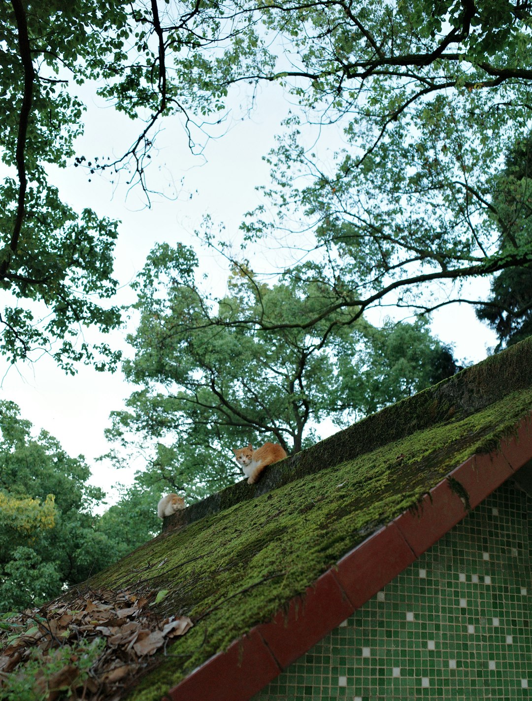 Sustainable Complex